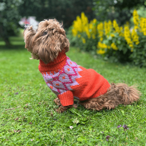 Bichon Havanais - Dog Sweater
1