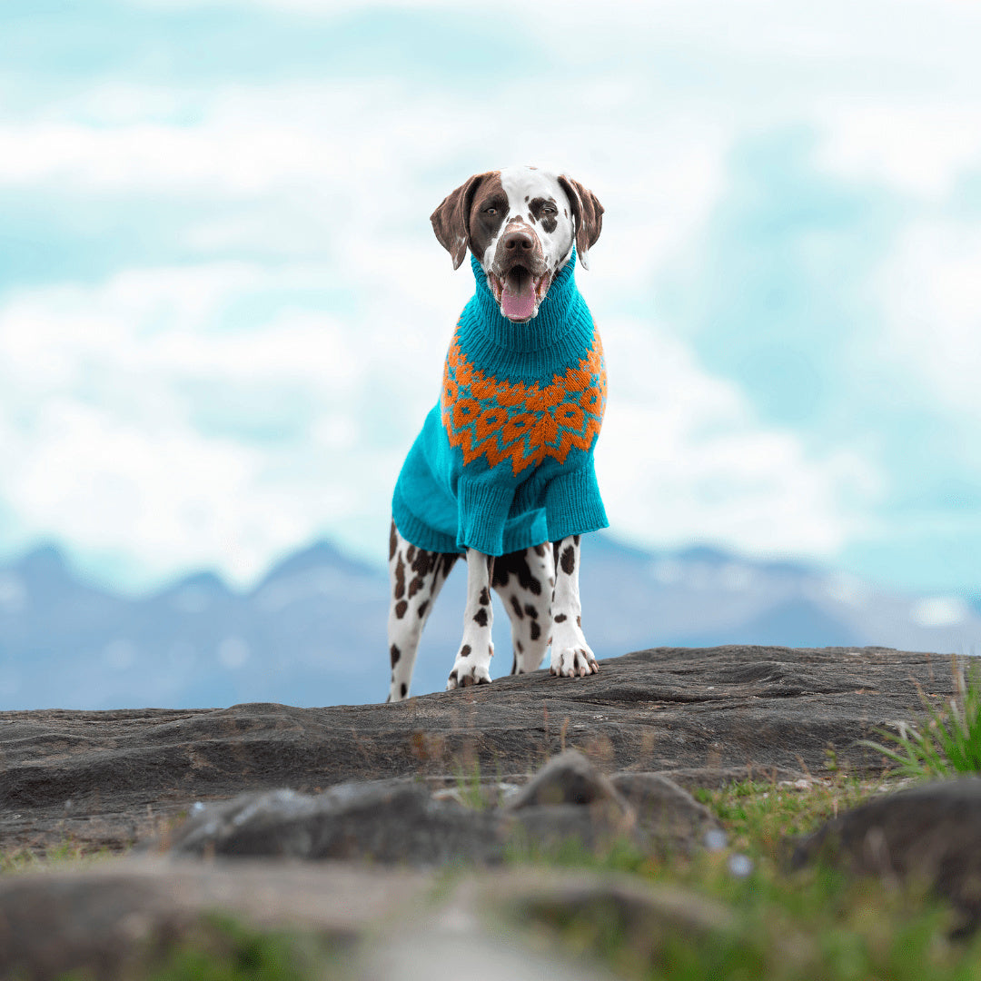 Dalmatian - Dog Sweater – Hobbii