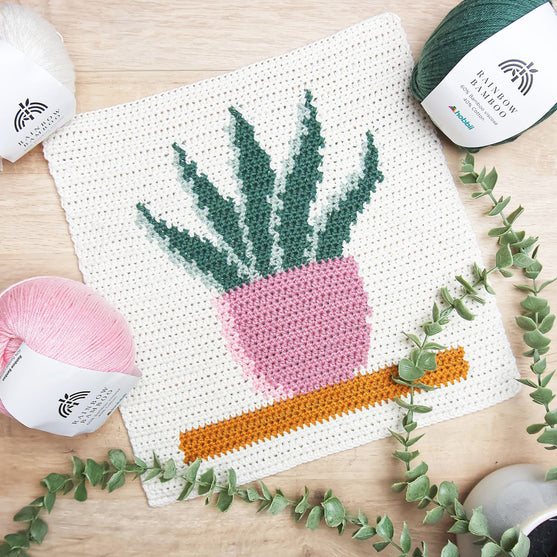 Snake Plant - Hanging
2