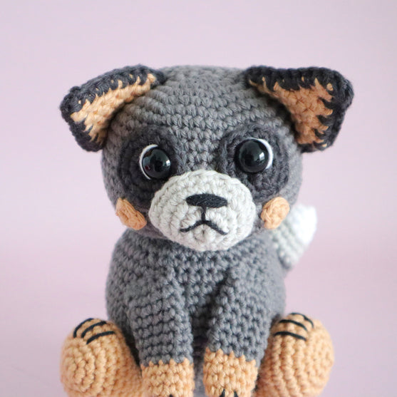 Buddy the Blue Heeler
2