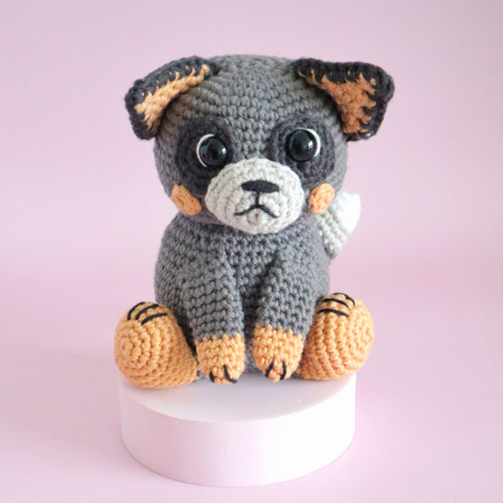 Buddy the Blue Heeler
5