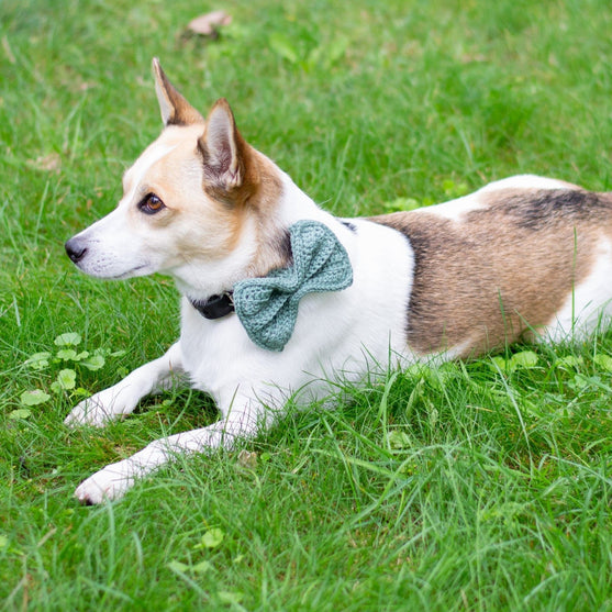 Wow Bow - Dog bow
2