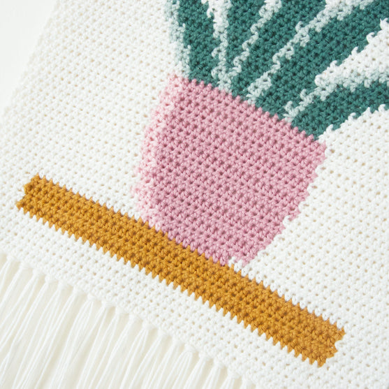 Snake Plant - Hanging
5