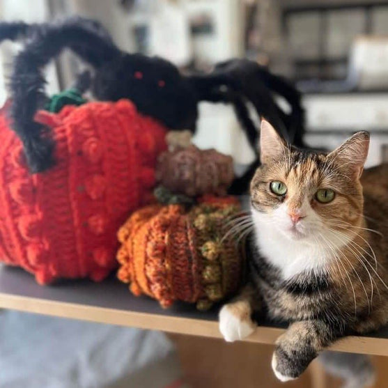 Bobble Pumpkins - Decoration
6