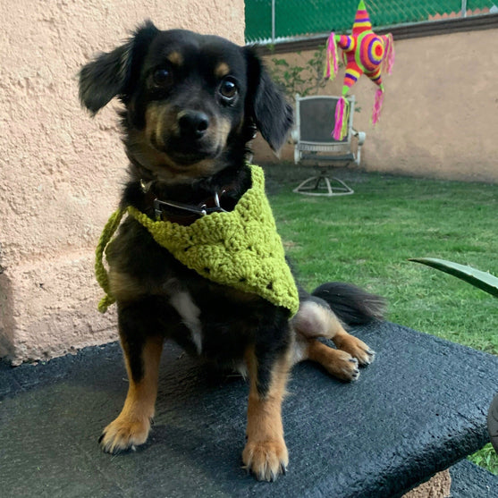 

Cuddly Wrap - Dog’s Bandana
5