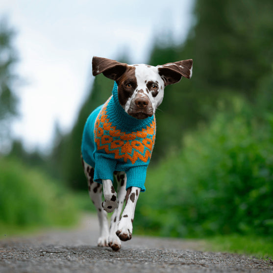 

Dalmatian - Dog Sweater
2