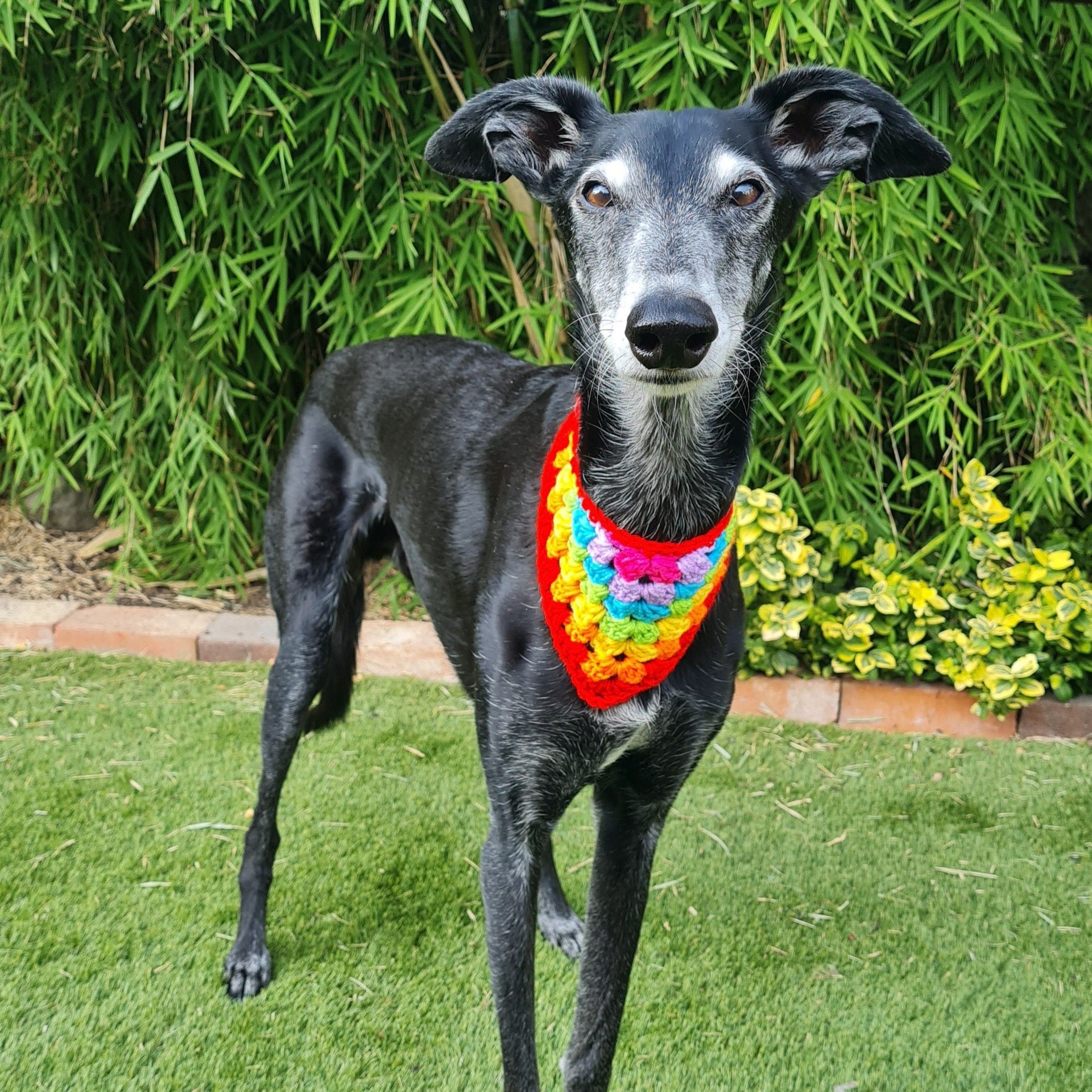 ダイアモンドドッグス迷彩ウールコートdiamond dogs サイズXS Dandy - Dog Bandana – Hobbii
