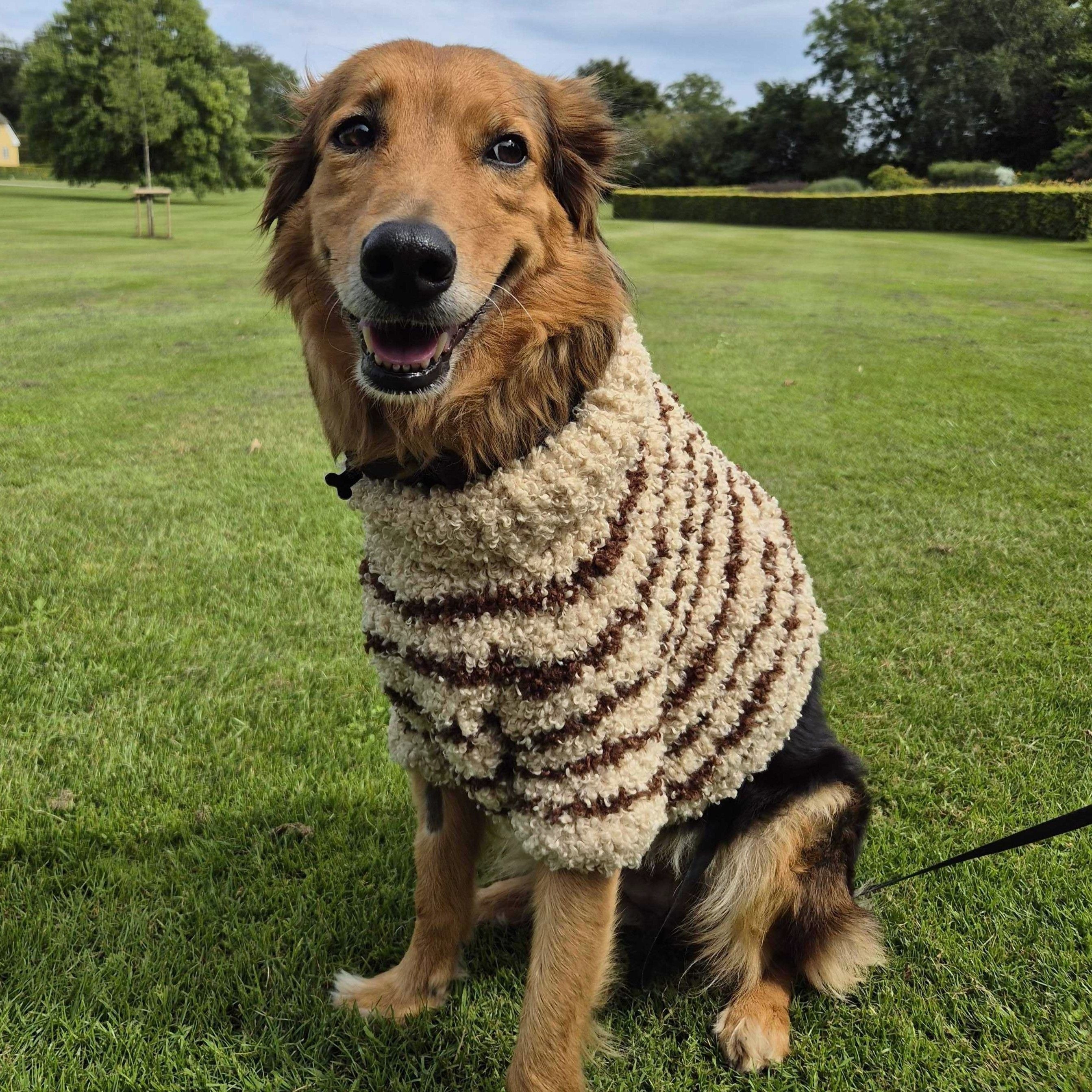 Stevie - Dog Sweater – Hobbii