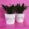 

Kawaii Sweet Pots
1